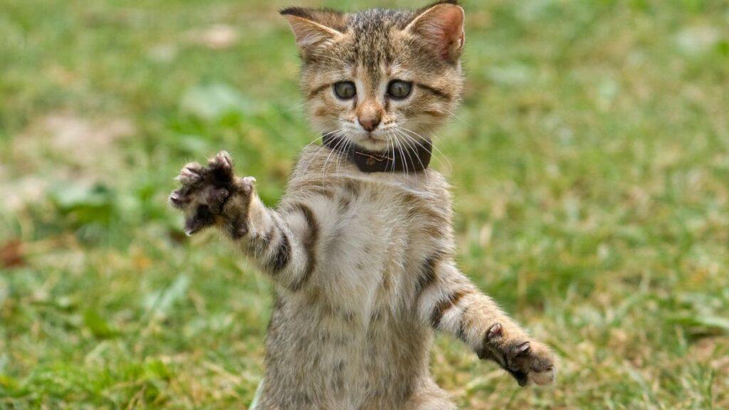 Cat Standing Up With Paws Out