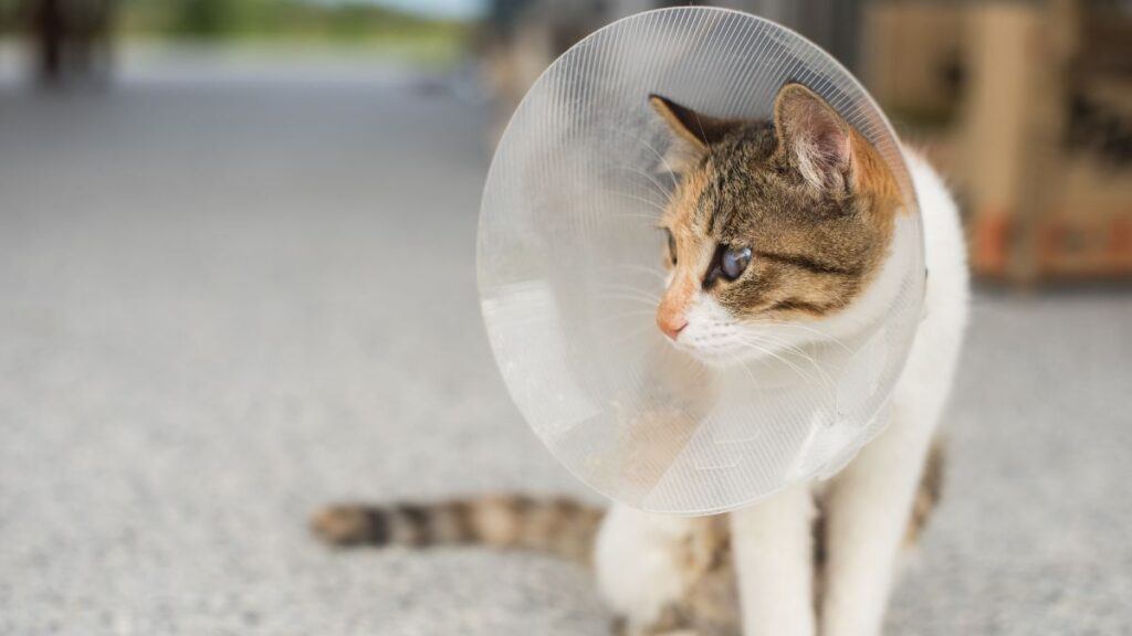 Cat Wearing an E-Collar