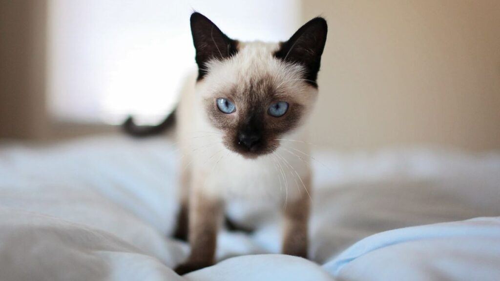 Cat standing on a bed