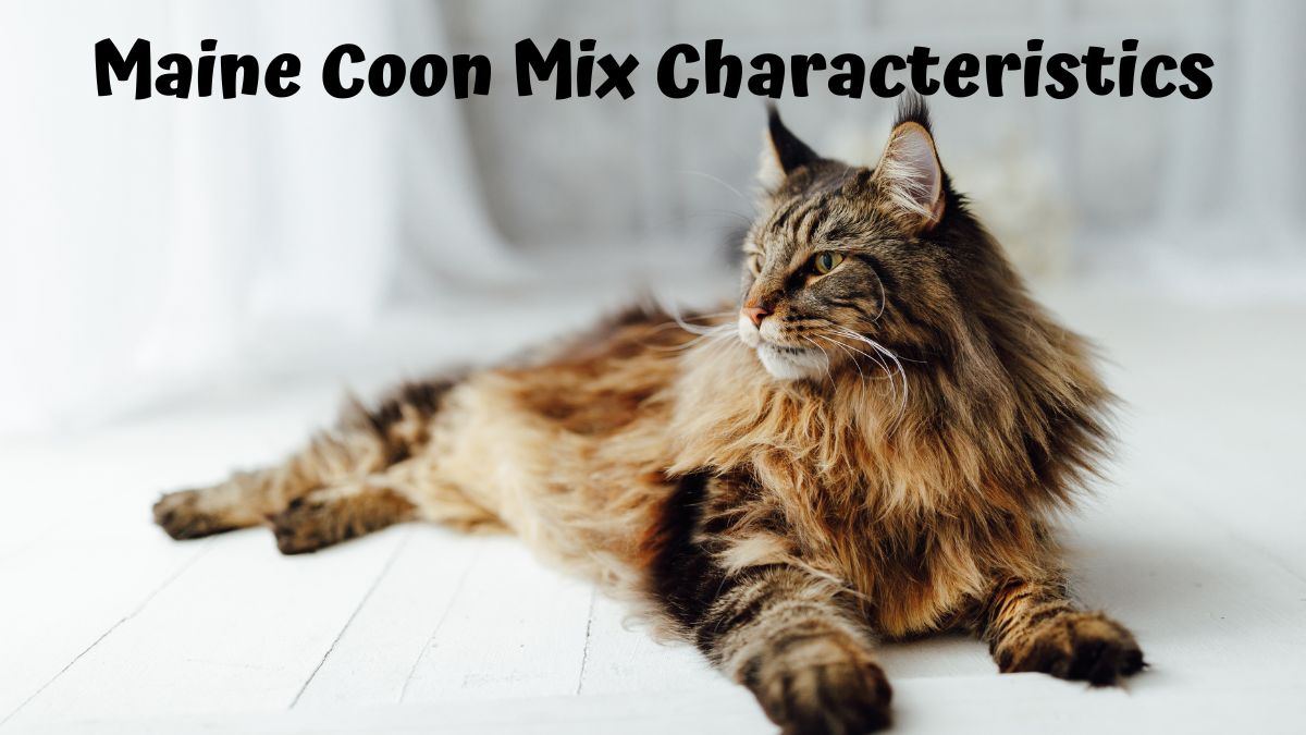 Maine Coon Mix Characteristics: - Cat Fur Life