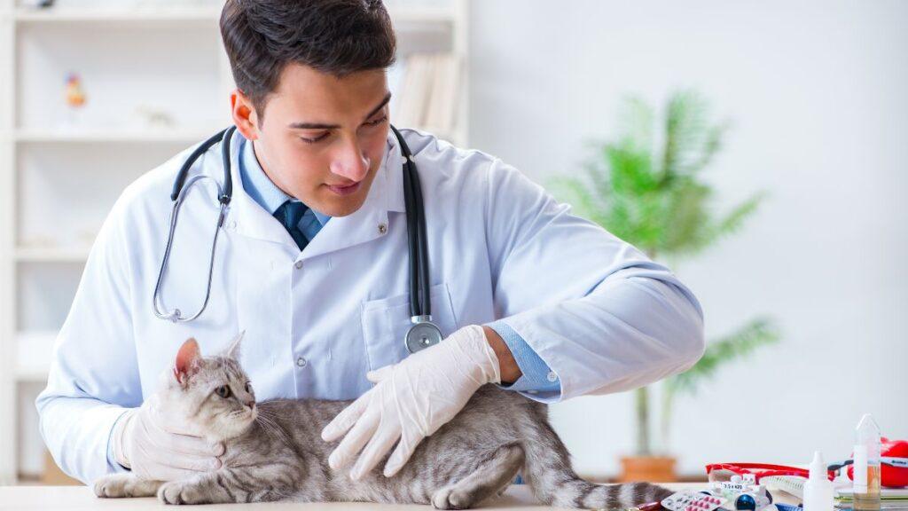 Veterinarian Examining a Cat