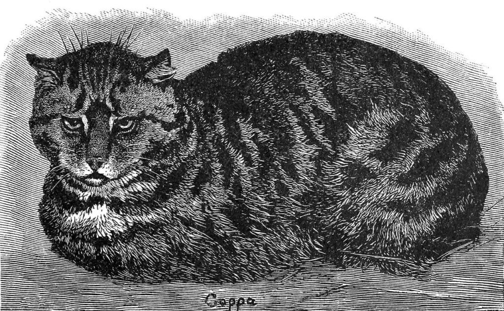 19th Century drawing of a Tabby Cat