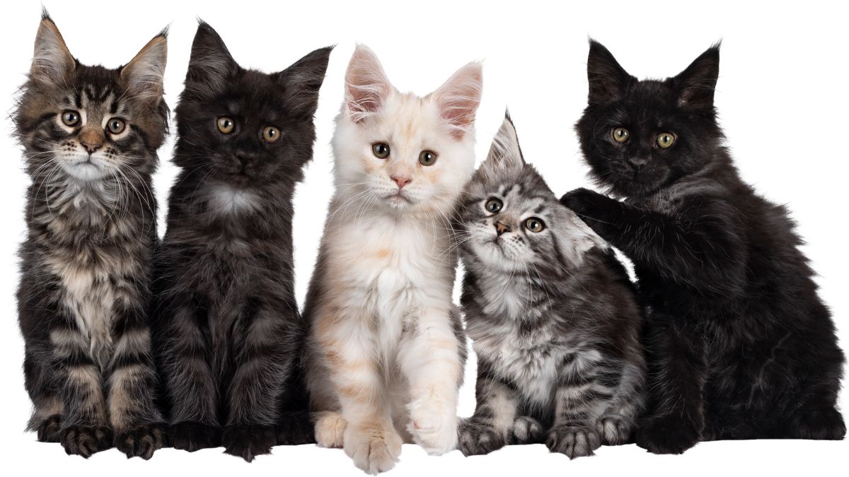 Do Maine Coon Cats Have an M on their Forehead?