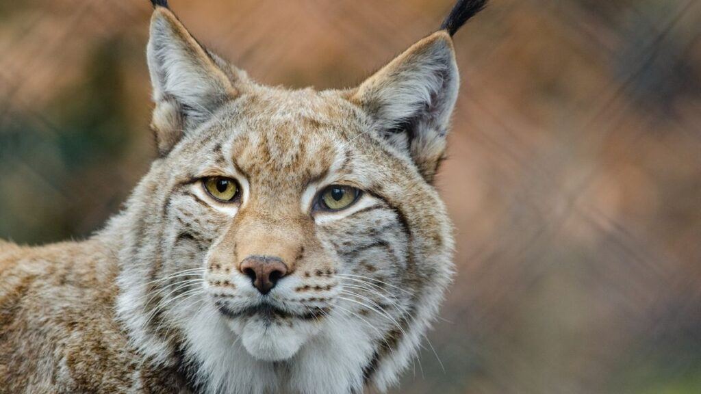 The Allure of the Maine Coon Lynx Mix