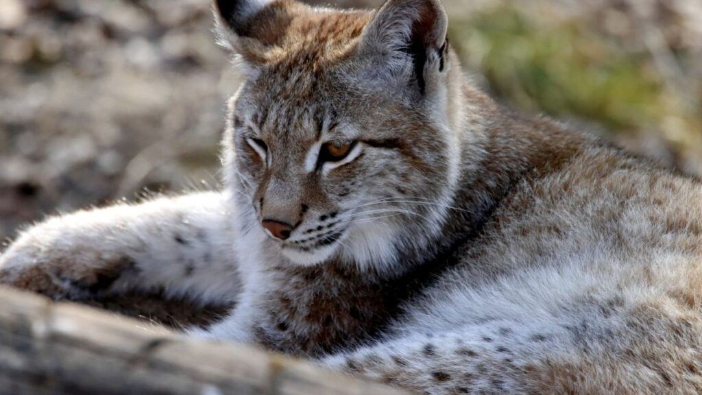 Lynx close up in tree brush