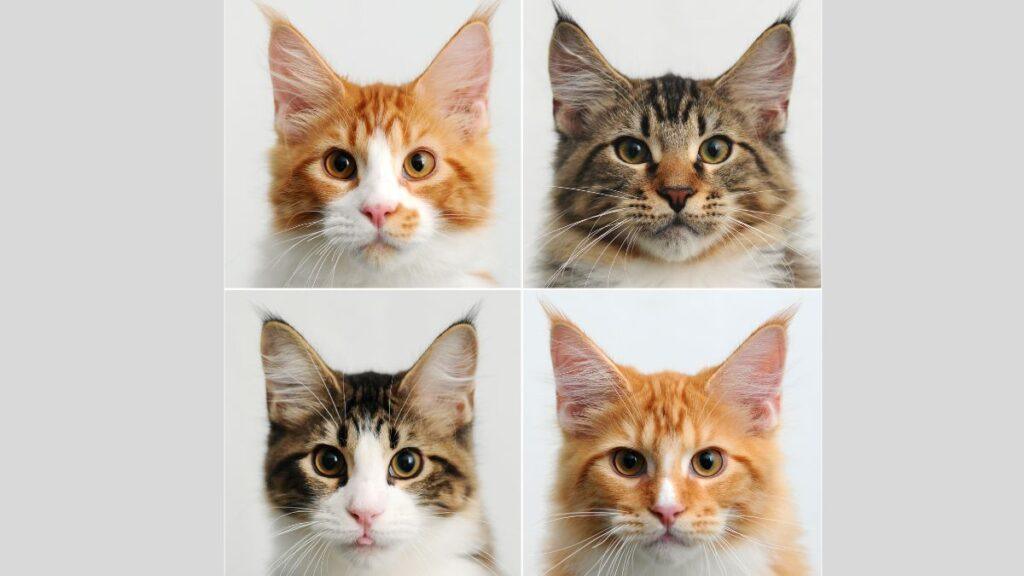 Maine Coon Kittens with gray background