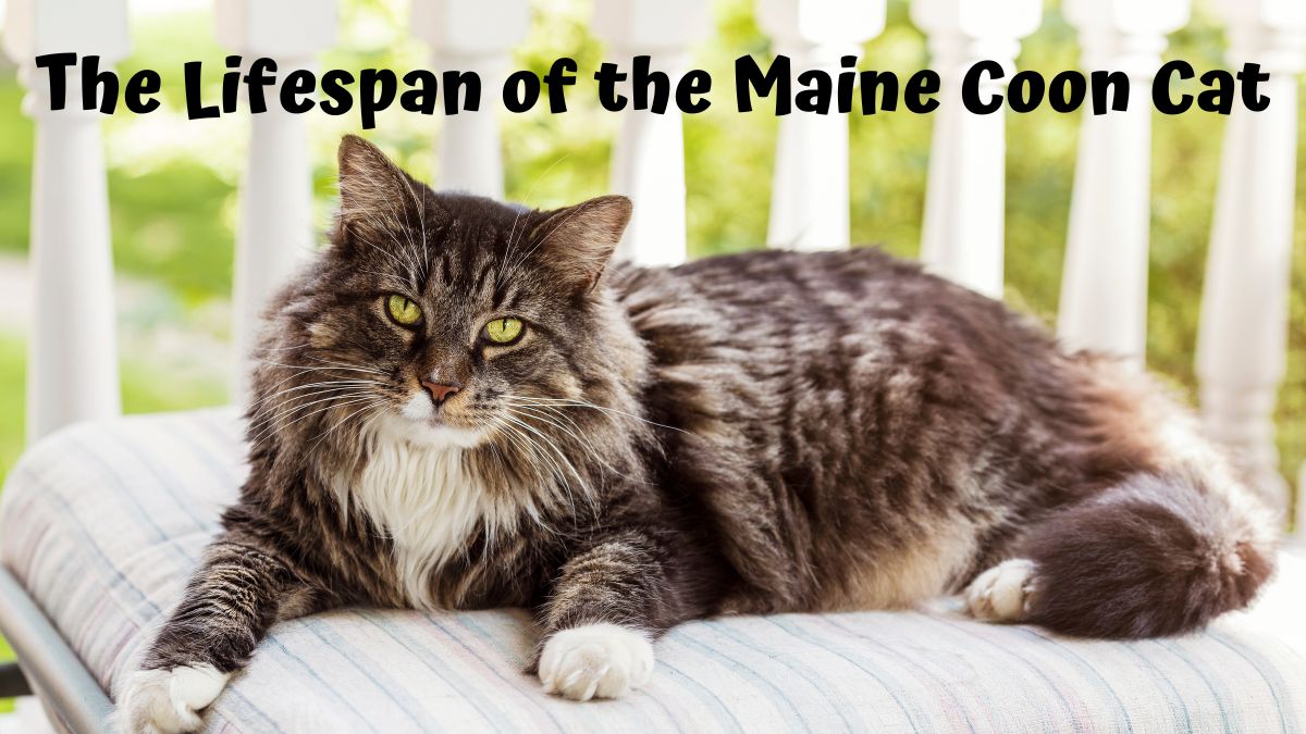 Maine Coon lying on a porch - Maine Coon Cat Lifespan