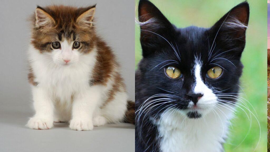 Maine Coon vs. Siberian: Similarities Between Both Cats