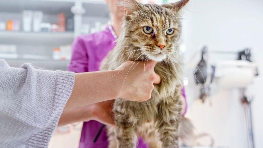 Maine Coon Cat at the vet