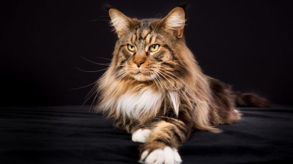 Maine Coon Cat on Black Background