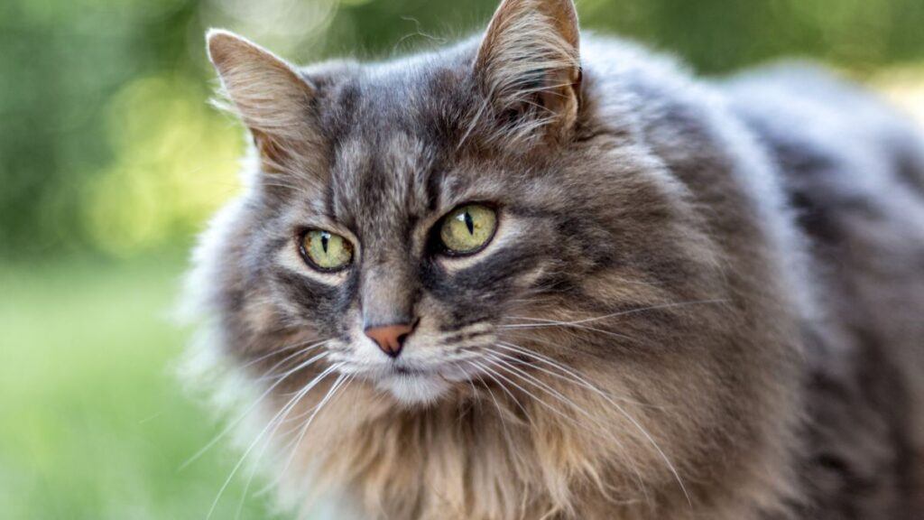 Maine Coon Close Up