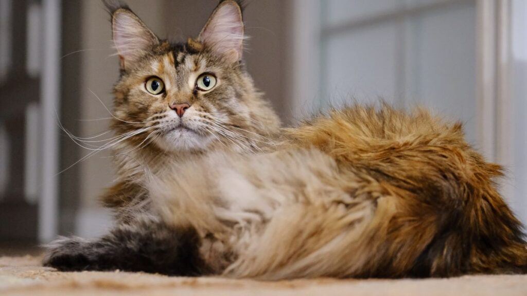 Maine Coon Lying on the floor