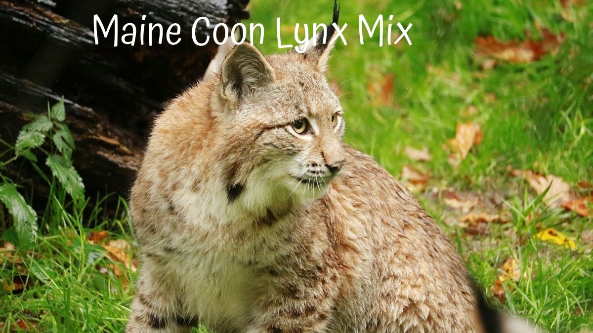 Maine Coon Lynx in tall grass