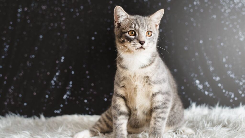 Maine Coon Tabby Cat Sitting Up