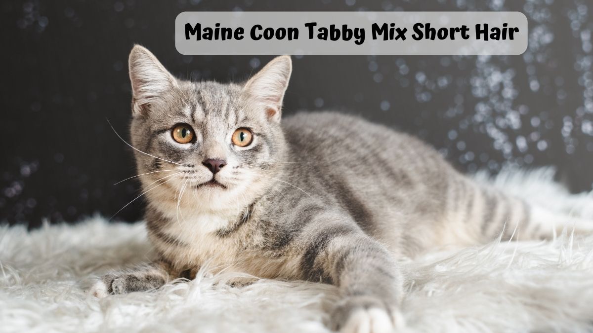 Mixed breed of maine coon with british shorthair. cat looking away from camera