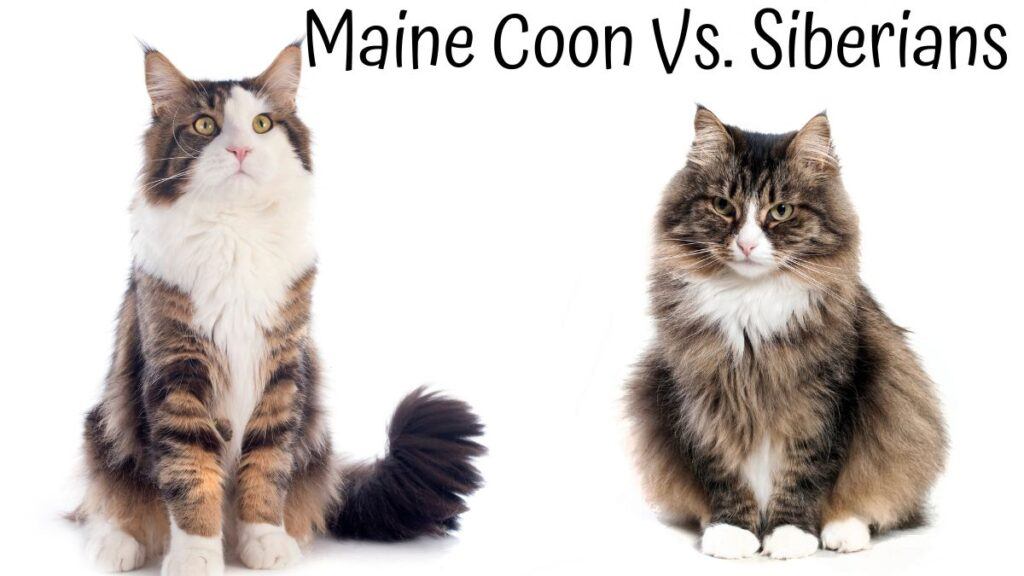 Maine Coon vs. Siberian: Similarities Between Both Cats