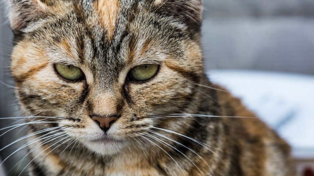 Manx Maine Coon Close up