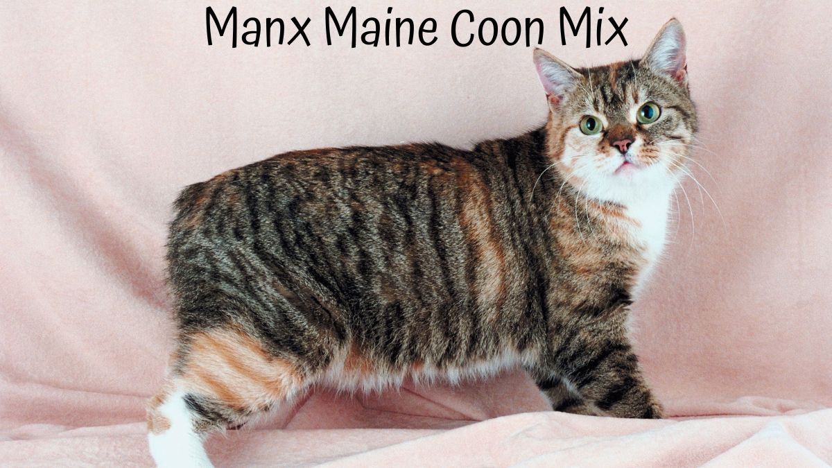 Manx Maine Coon Mix on a sheet