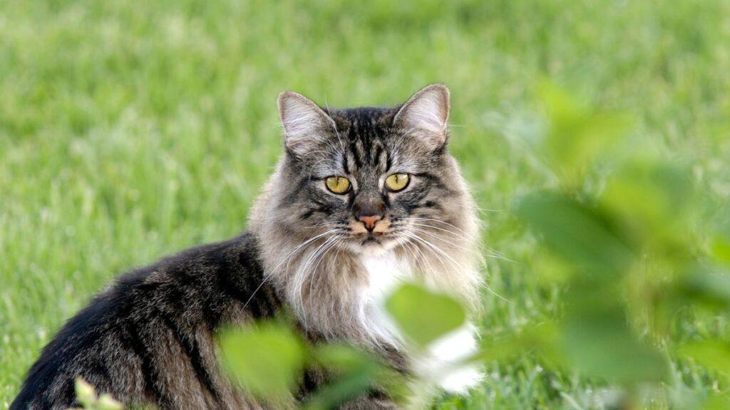 Manx Maine Coon in tall grass