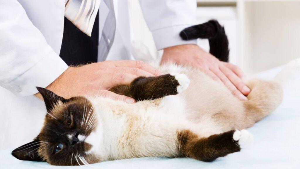 Siamese Cat at the Vet