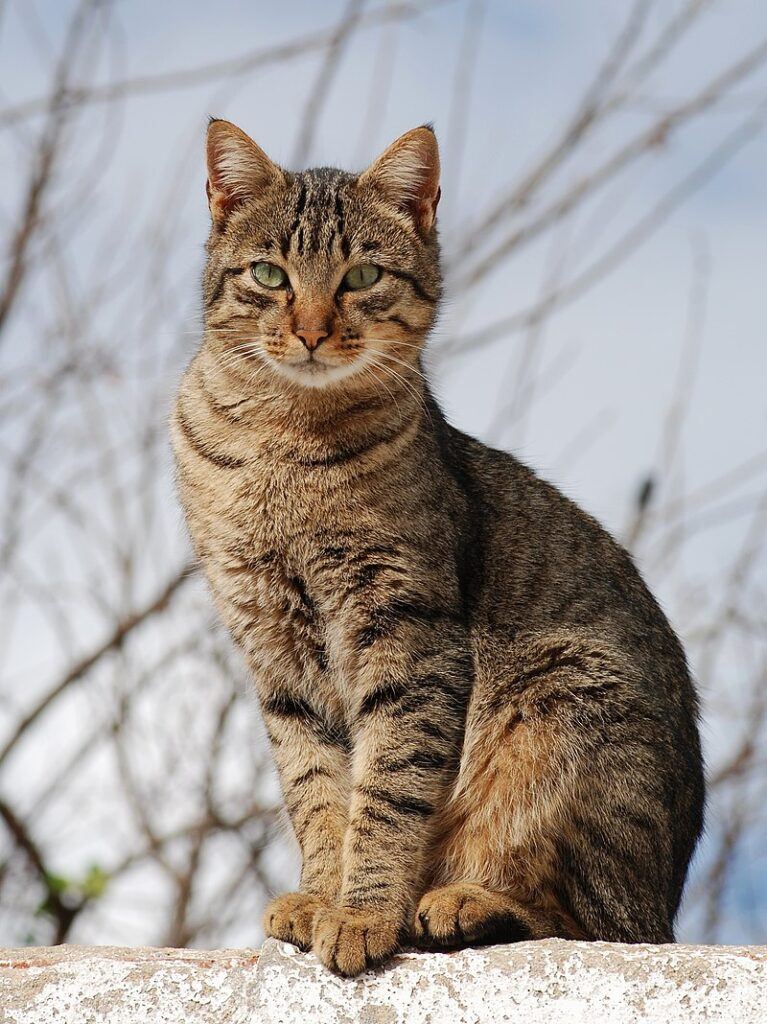 Mackerel tabby Cat