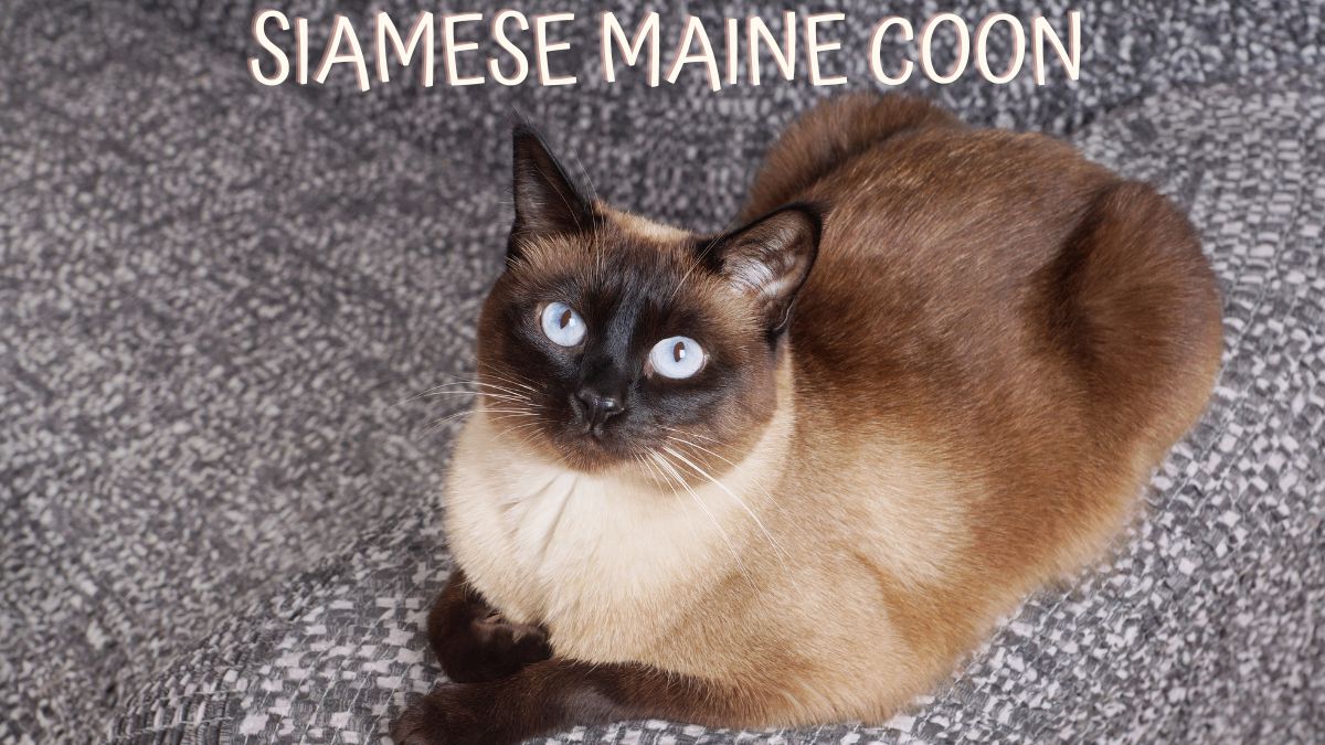 Siamese Maine Coon Cat