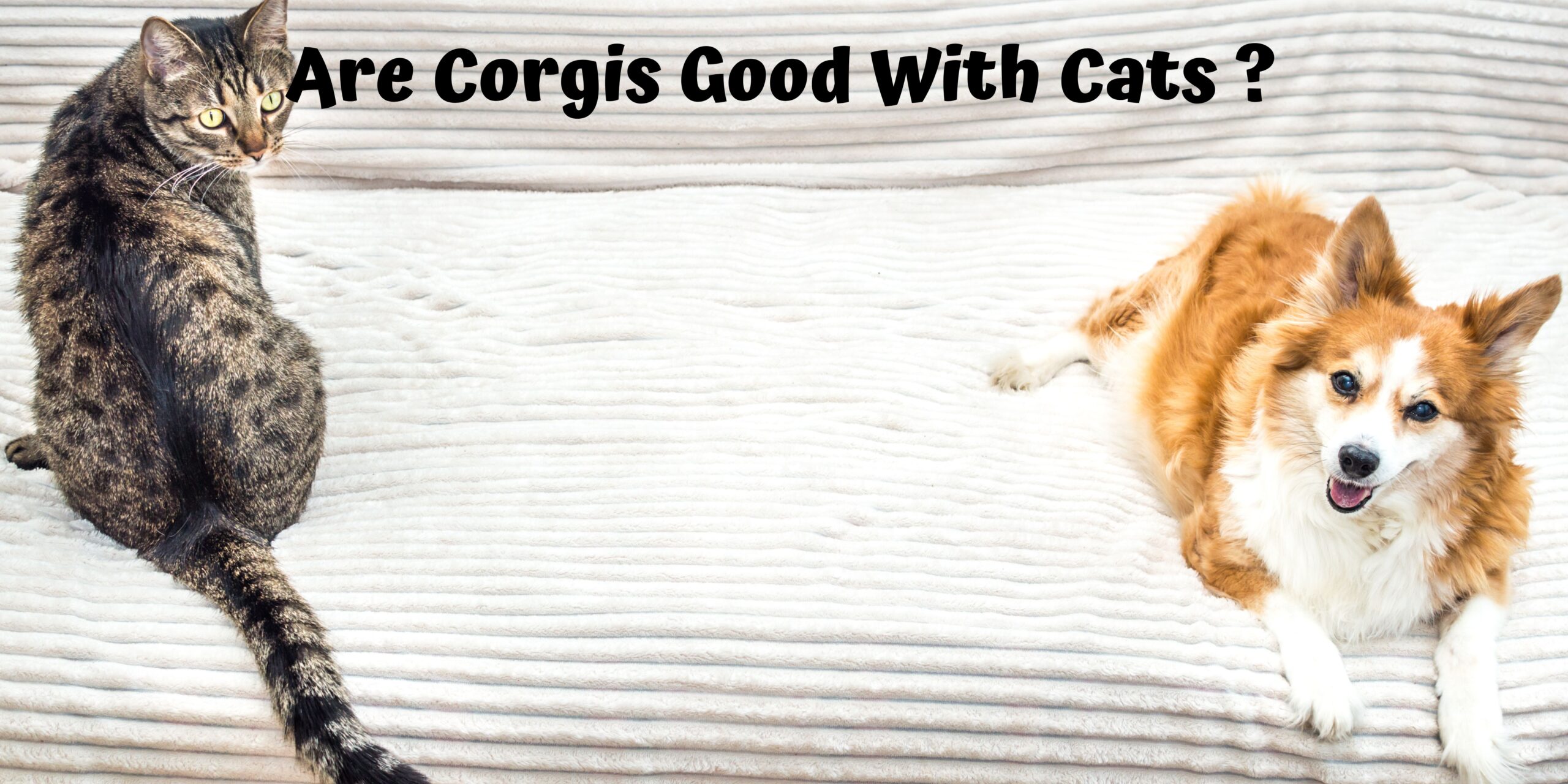 Are Corgis Good With Cats?