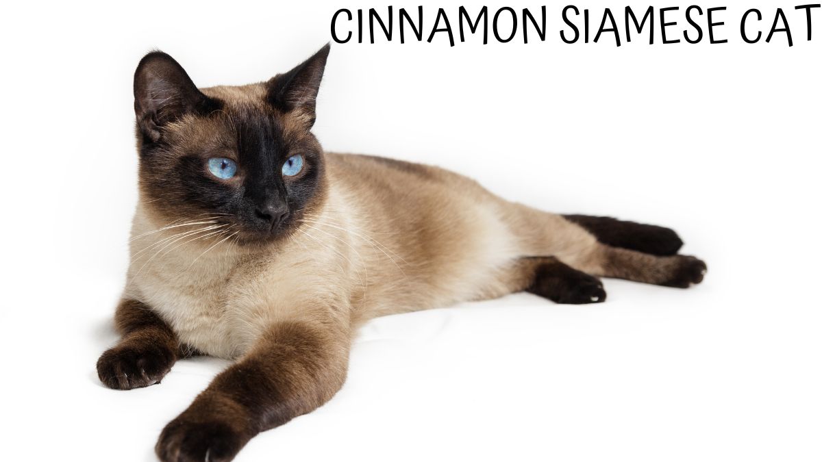 Cinnamon Siamese Cat LOGO