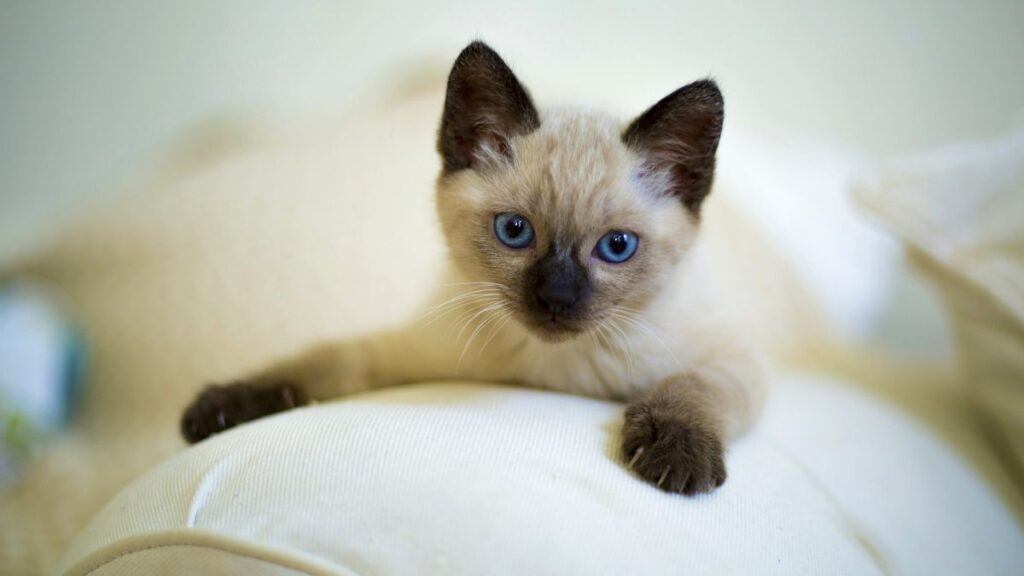 Cinnamon Siamese Cat ON A COUCH