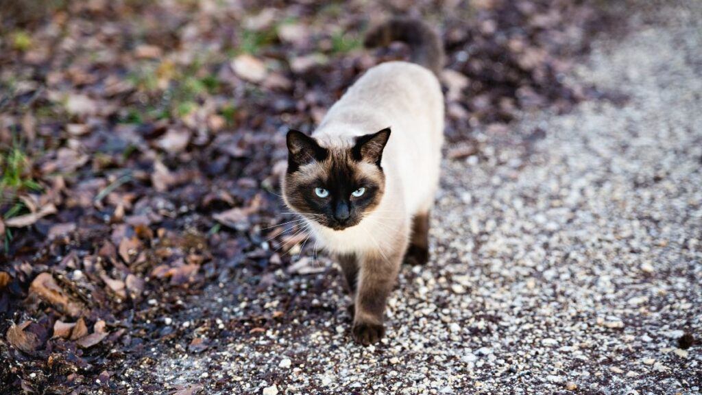 Cinnamon Siamese Cat OUTSIDE