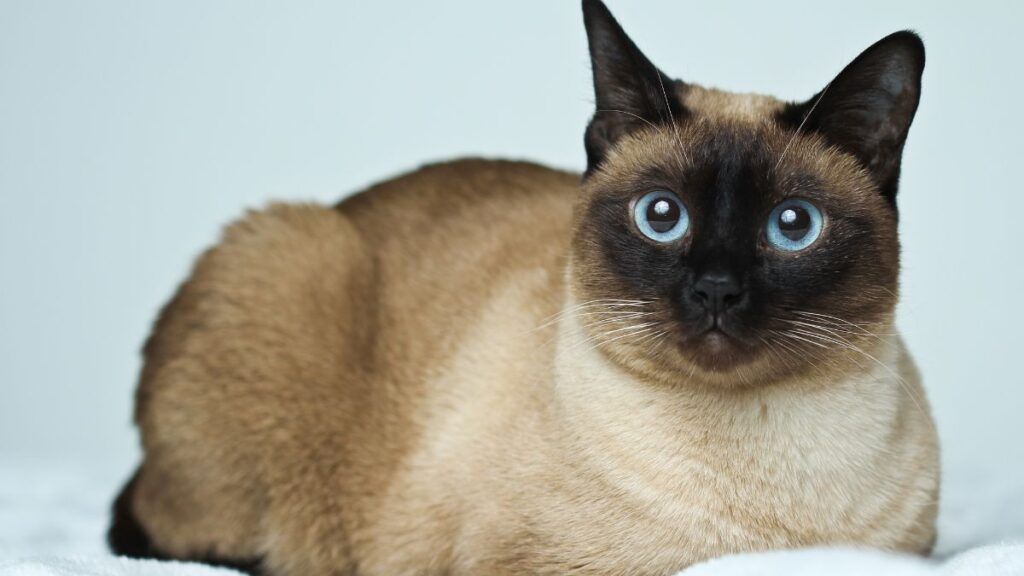 Cinnamon Siamese Cat RELAXING