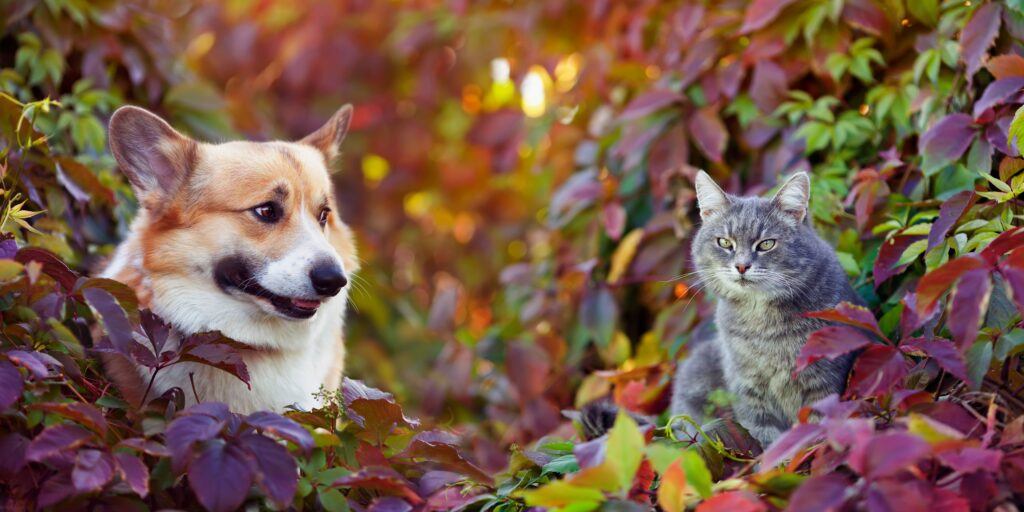 Corgi and Cat in Autumn Leaves