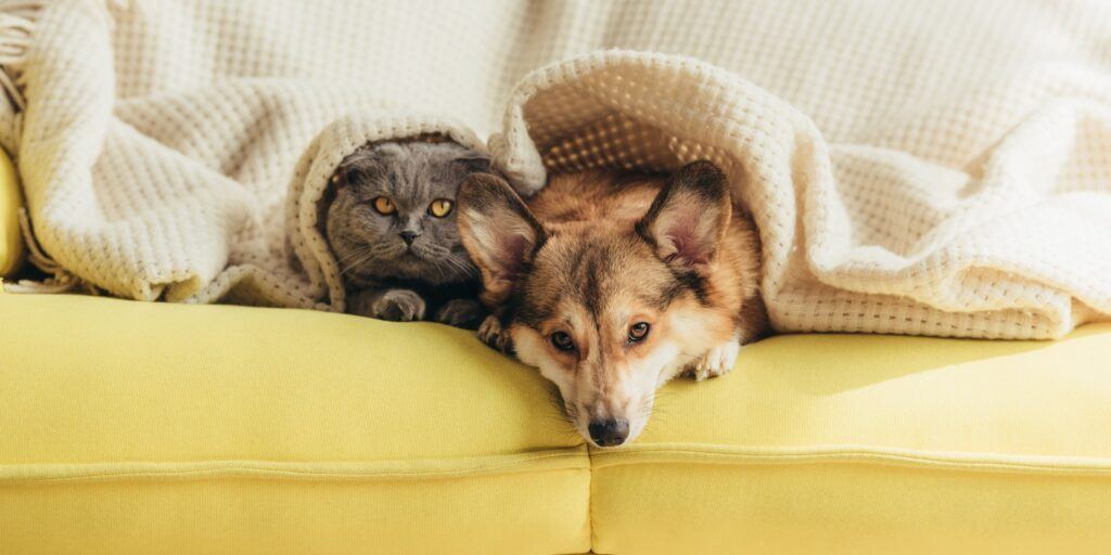 Corgi and Cat in a Blanket on a Couch