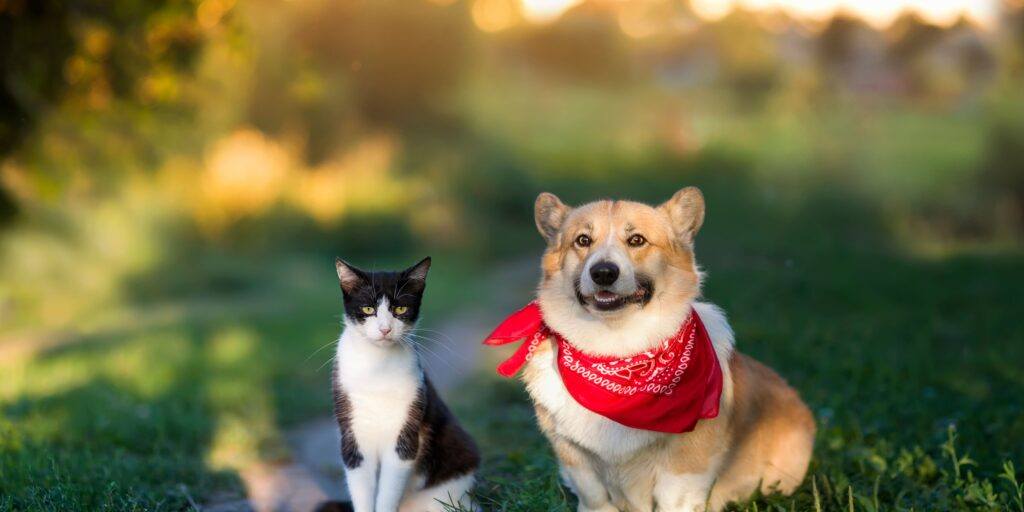 Corgi and Cat in a Garden