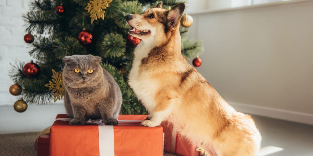 Corgi and Cat with Christmas Tree and Present