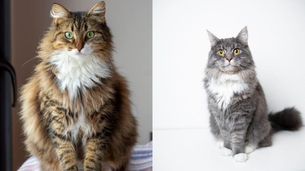 Norwegian Forest Cat and Maine Coon Cat 1