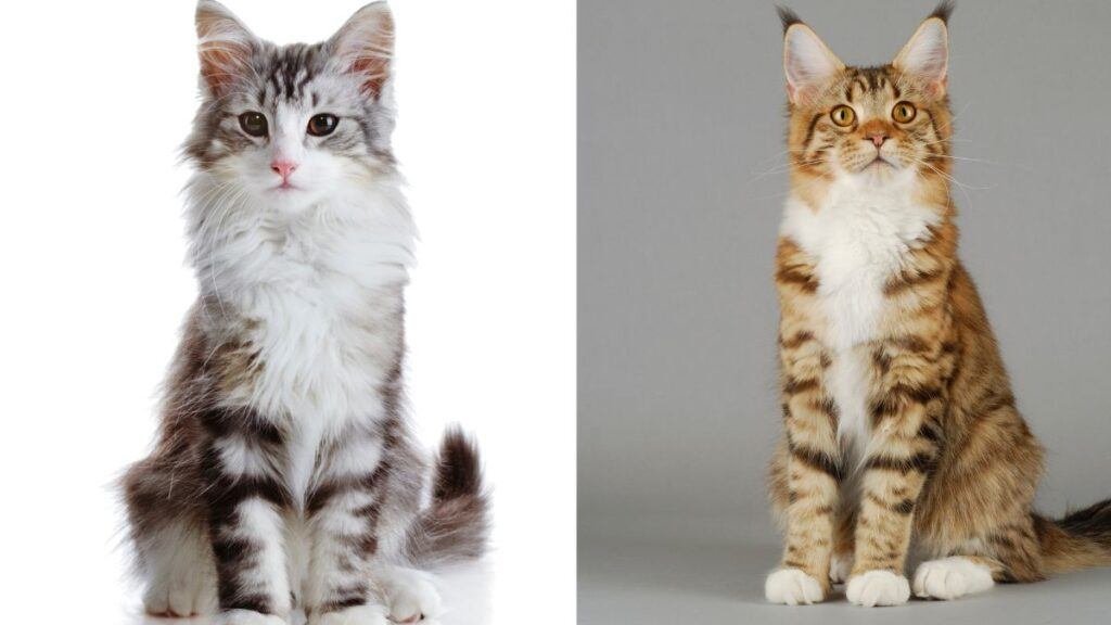 Norwegian Forest Cat and Maine Coon Cat 2