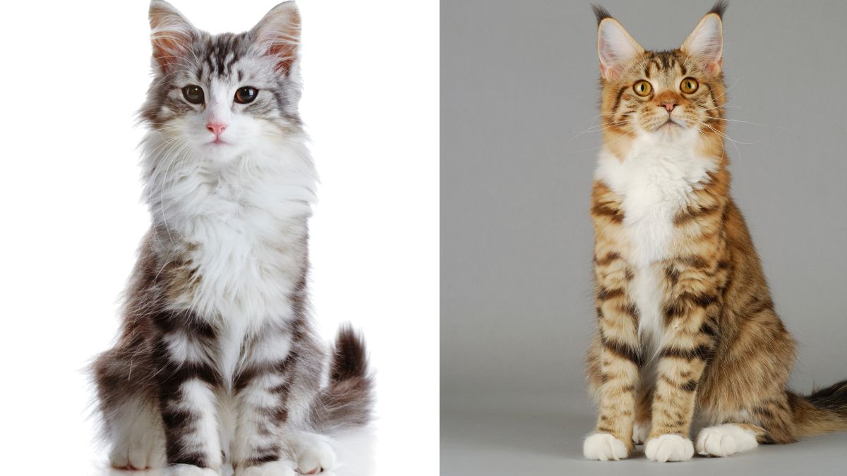 Differences Between The Norwegian Forest Cat vs. Maine Coon