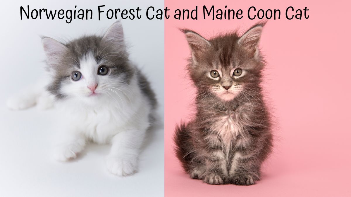 Norwegian Forest Cat and Maine Coon Cat