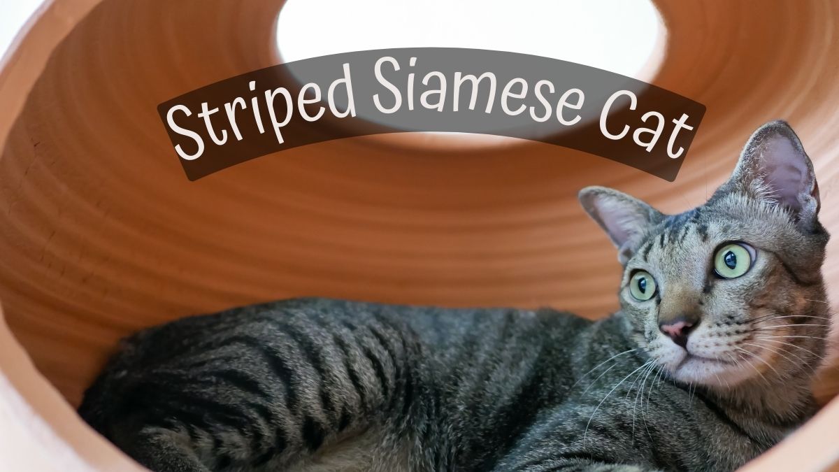 Siamese Strip Tabby Cat in Earthen Jar