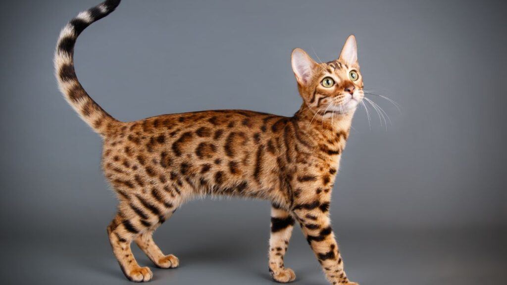 Bengal Cat Walking with tail in air