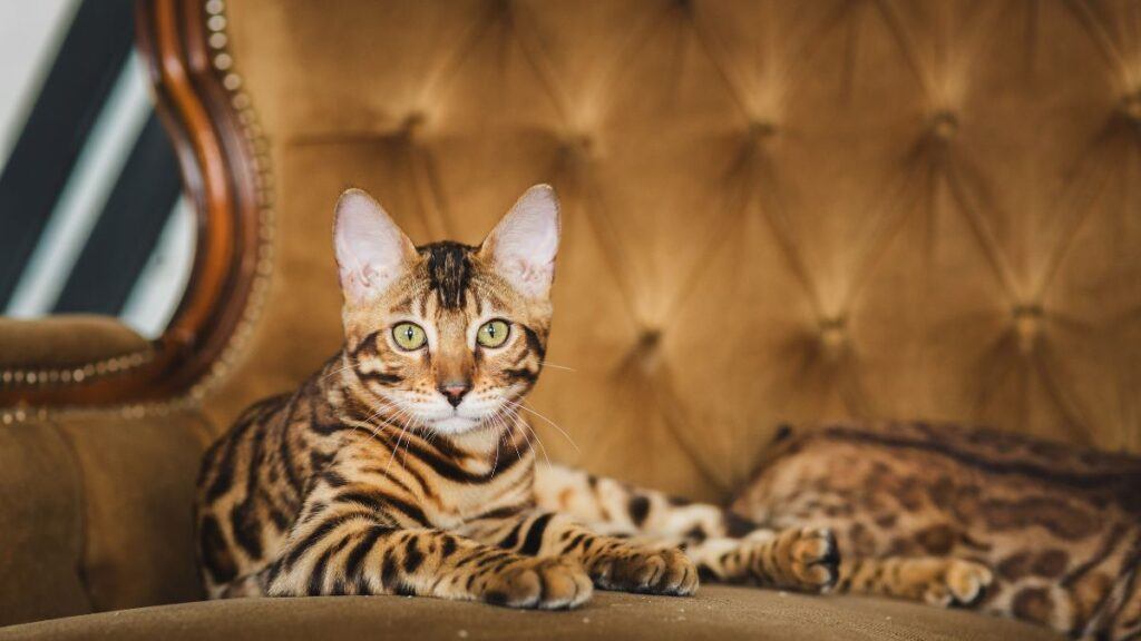 Bengal Cat lying on a couch