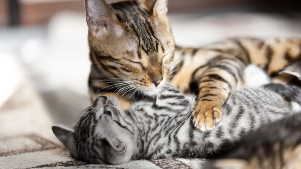 Bengal and Tabby Cat Playing