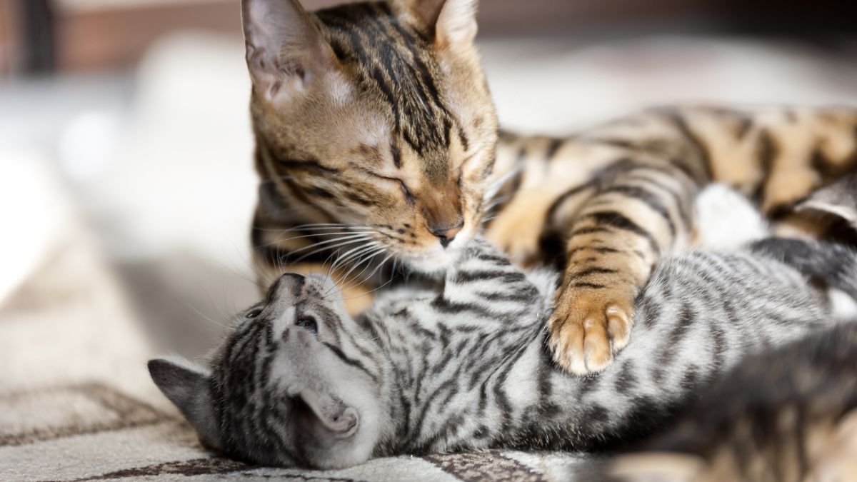 Bengal Cat Vs. Tabby: Revealing The Distinct Differences