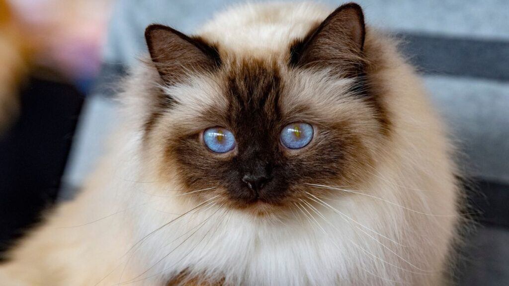 Birman Cat