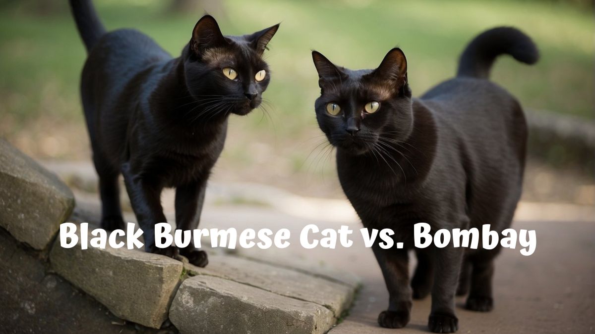 A black Burmese cat and a Bombay cat standing side by side