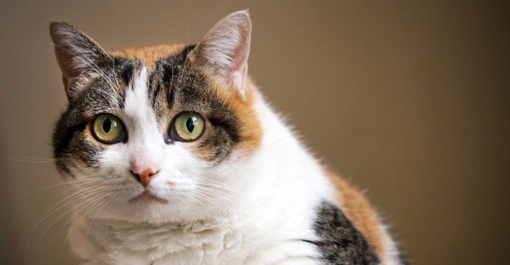 Calico Cat Staring