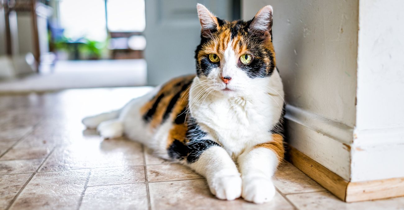 Calico vs Tortie Cat Understanding the Differences in Patterns &