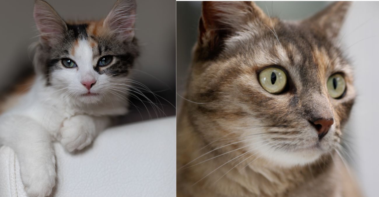 Calico vs Tortie Cat Understanding the Differences in Patterns &