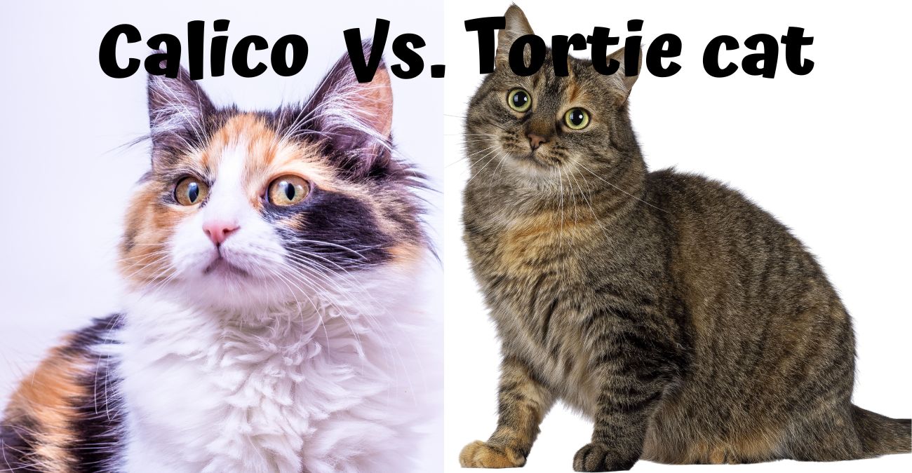 Calico Vs. Tortie Cat Logo